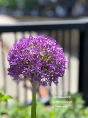 Dupont Circle by null