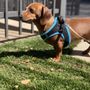 Photo of City Sniffers Dallas
