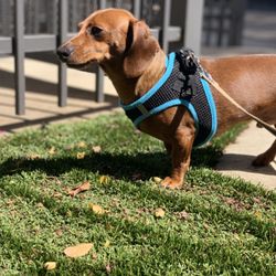 City Sniffers Dallas - Sweet Sibby getting some sunshine.
