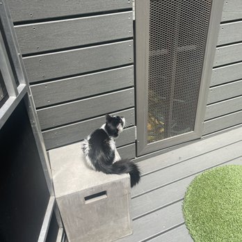 Koneko - The outdoor space for cats and this adorable cat - Breakfast & Brunch Near Me - New York, New York Koneko - The outdoor space for cats and this adorable cat - Breakfast & Brunch Near Me - New York, New York