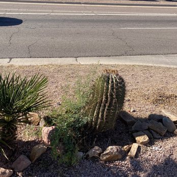 Misael Tree Service - Before ugly lopsided cactus - Tree Services Near Me