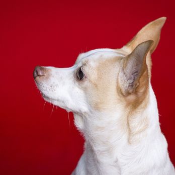 Oakocalyptic Pet Photography - Pet Photography Near Me Oakocalyptic Pet Photography - Pet Photography Near Me