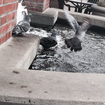 Cafe Borrone - Birdbath time! - Breakfast & Brunch Near Me - Menlo Park, California Cafe Borrone - Birdbath time! - Breakfast & Brunch Near Me - Menlo Park, California