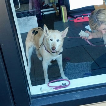 Scout's House - Missy on electrotherapy at Scout's House - Pet Services Near Me - San Mateo, California Scout's House - Missy on electrotherapy at Scout's House - Pet Services Near Me - San Mateo, California