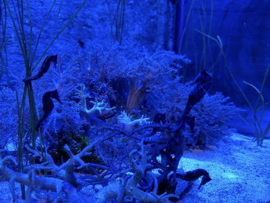 SEA LIFE at Mall of America by null