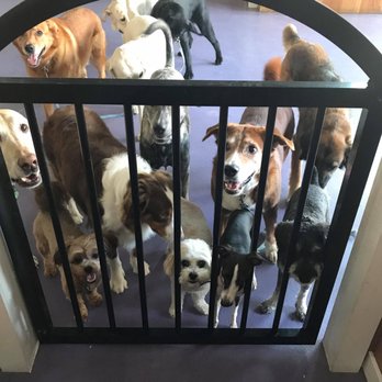 Leash Loft & Spa - Pet Training Near Me - Coquitlam, British Columbia Leash Loft & Spa - Pet Training Near Me - Coquitlam, British Columbia