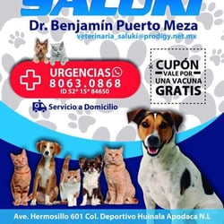 saluki veterinaria