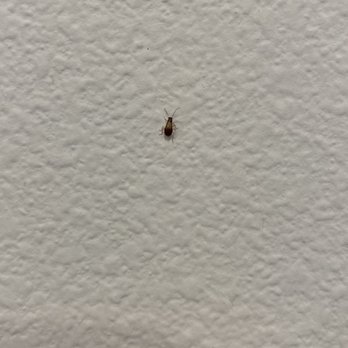 The Q Playa - Bugs everywhere - Apartments Near Me - Los Angeles, California The Q Playa - Bugs everywhere - Apartments Near Me - Los Angeles, California