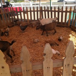 Petting zoo! Petting zoo!