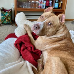 Pippi loves her Gorge Dog goodies!
