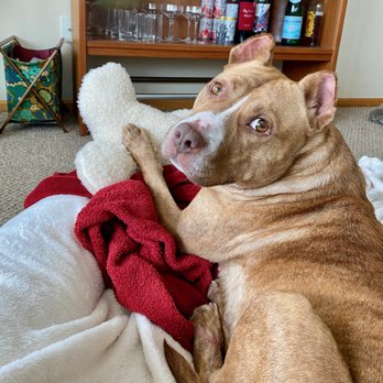 Gorge Dog - Pippi loves her Gorge Dog goodies! - Pet Stores Near Me - Hood River, Oregon
