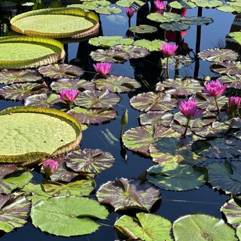 Chicago Botanic Garden - Lily pads - Botanical Gardens Near Me - Glencoe, Illinois