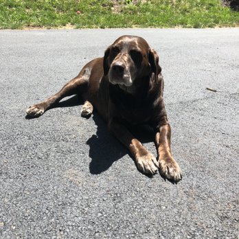 New River Pet Care - Pet Sitting Near Me New River Pet Care - Pet Sitting Near Me