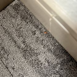 Comfort Inn & Suites - Food crumbs
