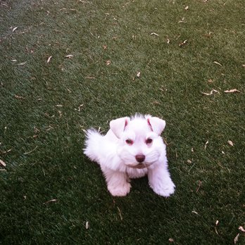 Jojo's Schnauzers - Pet Breeders Near Me Jojo's Schnauzers - Pet Breeders Near Me