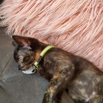 Pounce Cat Cafe - Themed Cafes Near Me - Savannah, Georgia