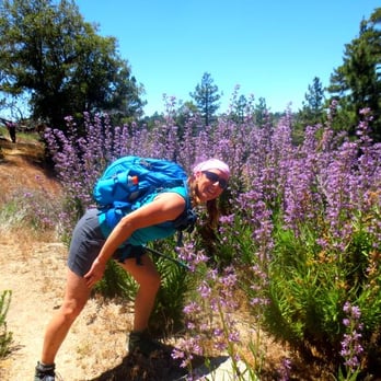 Strawberry Peak - Poodle Dog Bush. Stay far far away from this purrrdy bush.
#postfirebush - Hiking Near Me - Los Angeles, California Strawberry Peak - Poodle Dog Bush. Stay far far away from this purrrdy bush.
#postfirebush - Hiking Near Me - Los Angeles, California