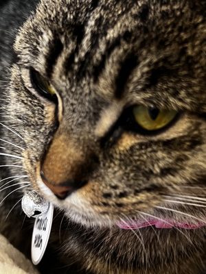Purrfecto Cat Lounge by null