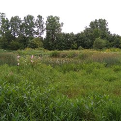 Highlands Park - More wetland