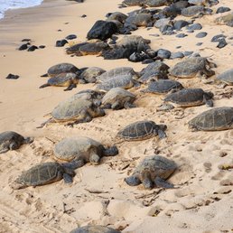 Sea turtles resting