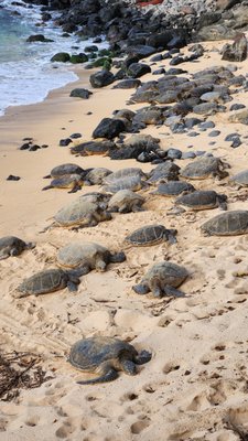 Ho'okipa Beach Park by null