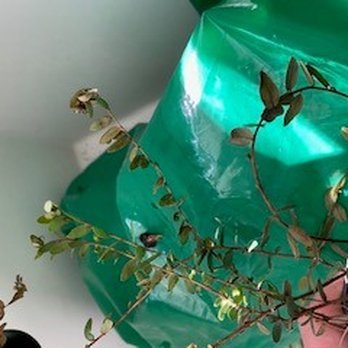 Direct Gardening - These leaves were as dry as paper....no reviving chance at all. - Nurseries & Gardening Near Me - Bloomington, Illinois