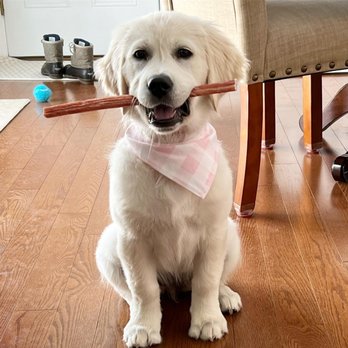 Bark Busters Home Dog Training - Reno - Lola having fun learning! - Pet Training Near Me Bark Busters Home Dog Training - Reno - Lola having fun learning! - Pet Training Near Me