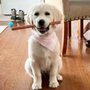 Photo of Bark Busters Home Dog Training - Reno