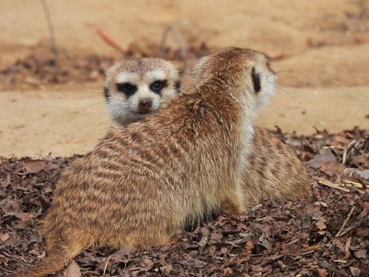 Cincinnati Zoo & Botanical Garden by null