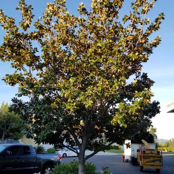 Gomez Landscape & Tree Care - Magnolia Before - Tree Services Near Me - Thousand Oaks, California Gomez Landscape & Tree Care - Magnolia Before - Tree Services Near Me - Thousand Oaks, California