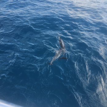 Dolphins and You - Boat Charters Near Me - Honolulu, Hawaii Dolphins and You - Boat Charters Near Me - Honolulu, Hawaii