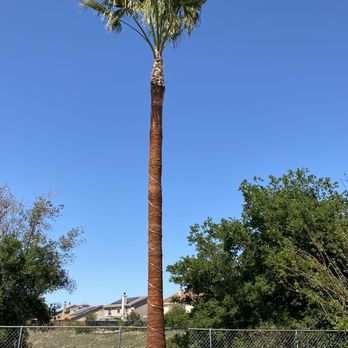 Campos Landscaping and Tree Service - Finished product of our Palm tree (all trimmed and skinned) with rope lights put on. - Landscaping Near Me Campos Landscaping and Tree Service - Finished product of our Palm tree (all trimmed and skinned) with rope lights put on. - Landscaping Near Me