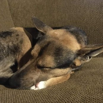 temple emergency vet