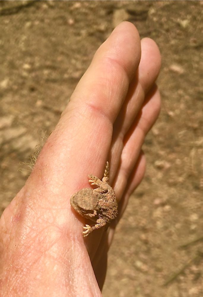 CHAMISA TRAILHEAD Updated June 2024 14 Photos Santa Fe, New