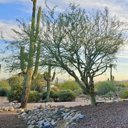 AZ Desert Tree Care - Pic of our "tamed" Palo Brea tree, once the team from AZ Tree Care got finished.  AWESOME job!