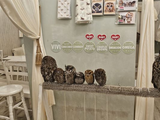 Owl Cafe Tokyo by null