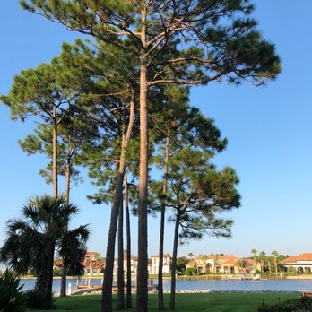 Trees 4 Sure - 2 pines - Tree Services Near Me - Santa Rosa Beach, Florida Trees 4 Sure - 2 pines - Tree Services Near Me - Santa Rosa Beach, Florida