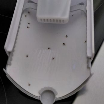 EcoShield Pest Solutions - This Zevo trap was changed 24 hours ago. I have 4 of them in the house 1300sf. - Pest Control Near Me - Norristown, Pennsylvania