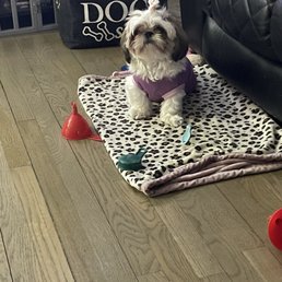 This is what she looked like before a lazy groomer went shaver crazy on her!