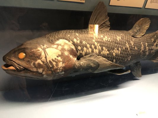 World Museum by null