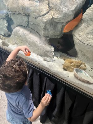 Central Coast Aquarium by null