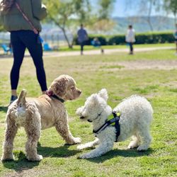 La Paws Dog Park - Dogs playing at La Paws dog park in Orange County, California