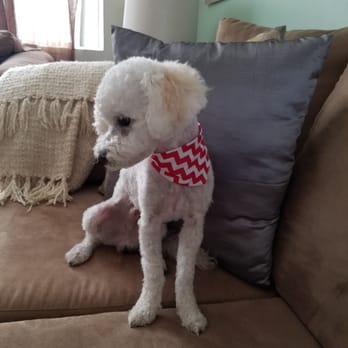Splash Doggie - Pet Groomers Near Me - Burbank, California