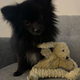 New toy New toy