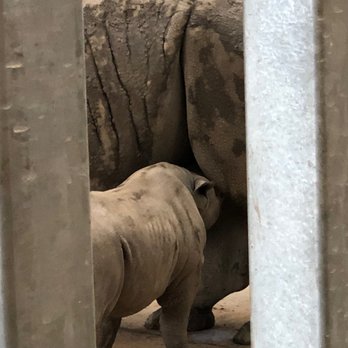Blank Park Zoo - baby rhino - Zoos Near Me - Des Moines, Iowa Blank Park Zoo - baby rhino - Zoos Near Me - Des Moines, Iowa