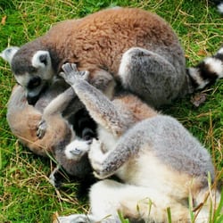 West Midland Safari and Leisure Park - Lemurs!