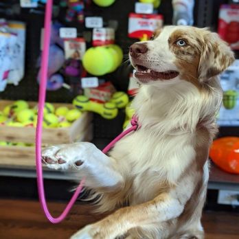 Hollywood Feed - Pet Stores Near Me - Sandy Springs, Georgia