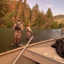 Five Dogs Fishing