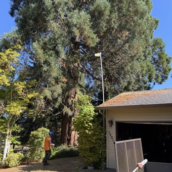 Peter's Tree Service - Raised tree above roof 15 feet. - Tree Services Near Me - Beaverton, Oregon Peter's Tree Service - Raised tree above roof 15 feet. - Tree Services Near Me - Beaverton, Oregon