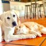 Photo of Tiffany & Paws Pet Sitting